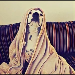 Meet your Posher, Constance